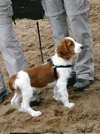 Picture 1 - Introducing Lenin the adorable Springer Spaniel