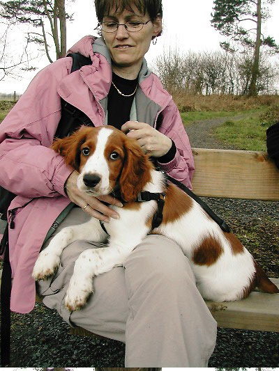 Picture 2 - Introducing Lenin the adorable springer spaniel