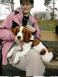 Picture 2 - Introducing Lenin the adorable Springer Spaniel