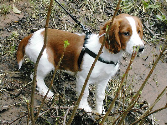 Picture 4 - Introducing Lenin the adorable springer spaniel