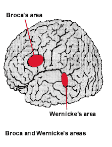 Brocka and Wernicke's areas