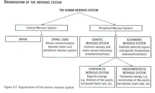 Organisation of human nervous system