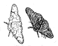 Peppered Moth